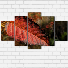 Load image into Gallery viewer, Fall Leaf Closeup
