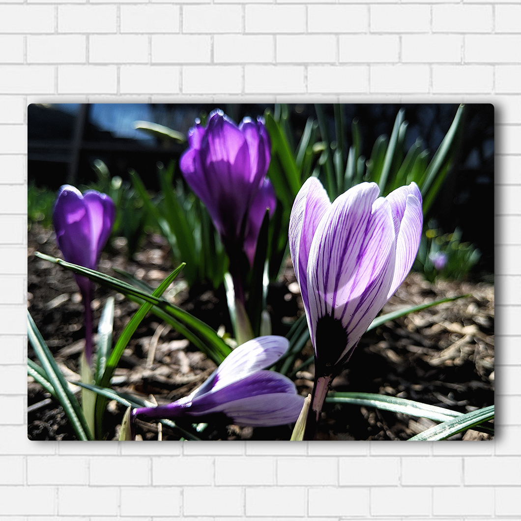 Purple Flowers